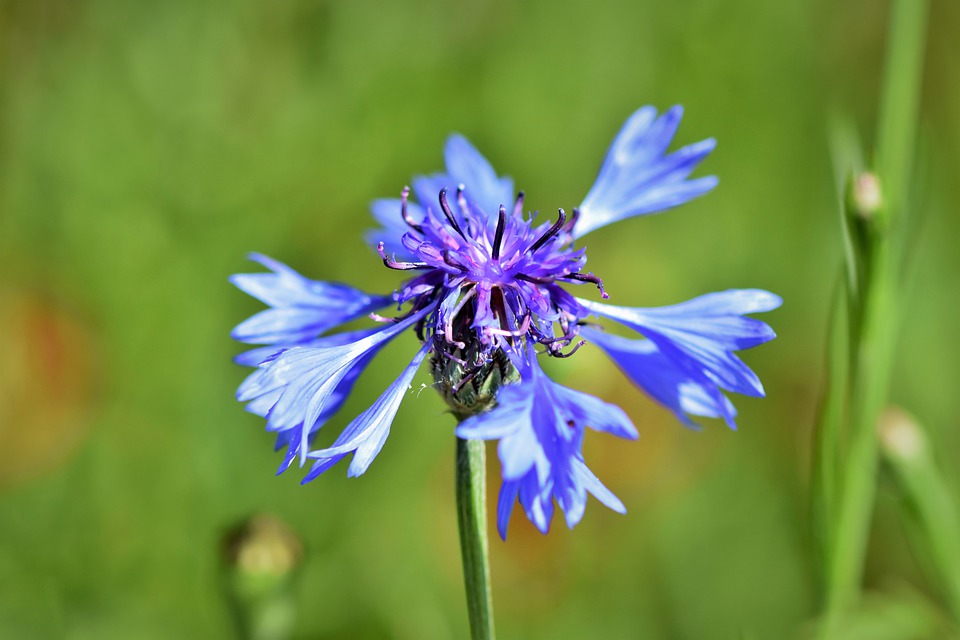 alpine-cornflower-4771020_960_720